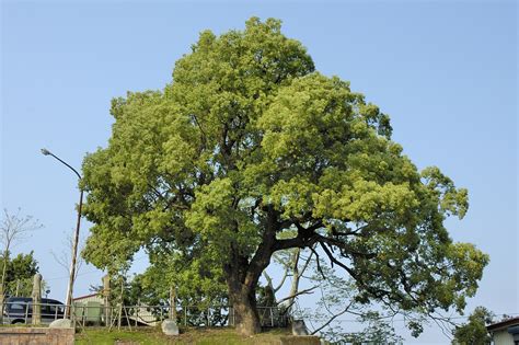 樟樹可以做什麼|樟樹（Cinnamomum camphora）